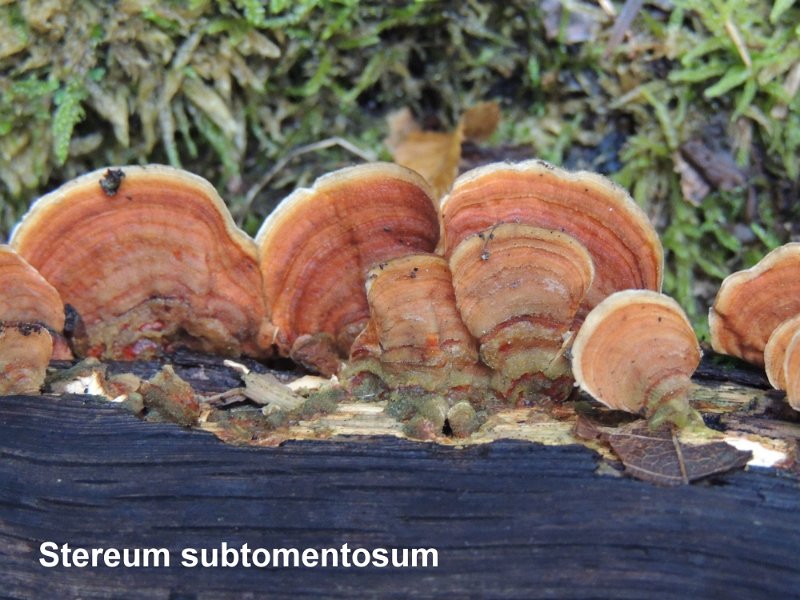 Stereum subtomentosum-amf1786.jpg - Stereum subtomentosum ; Syn: Stereum fasciatum ; Nom français: Stérée subtomenteux